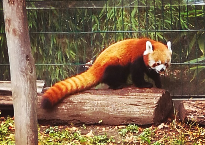 Red Panda