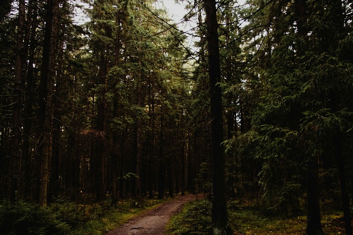 Лес