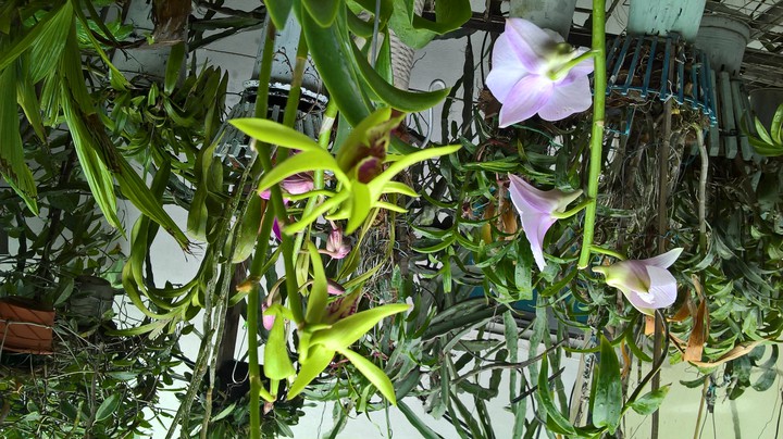 Orchids