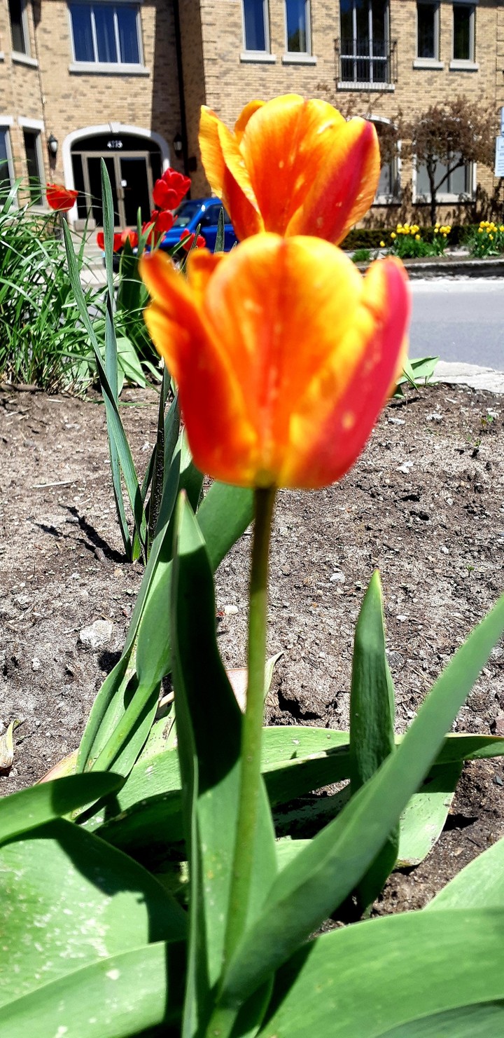 Tulip