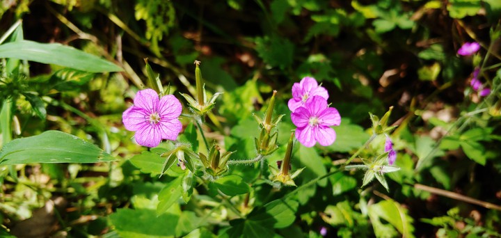 pretty wildflower^^