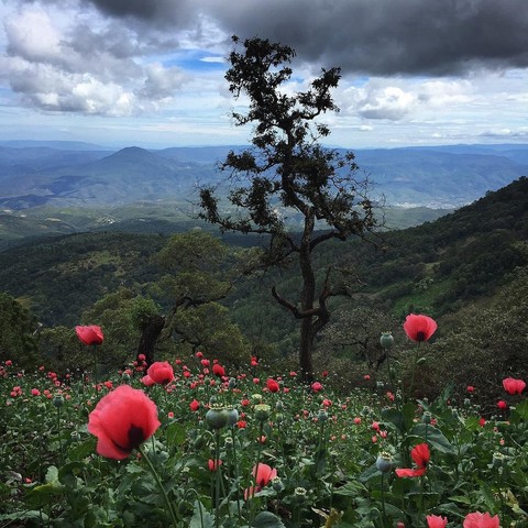 野花, flower壁纸