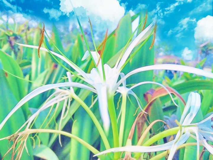 clear_beauty