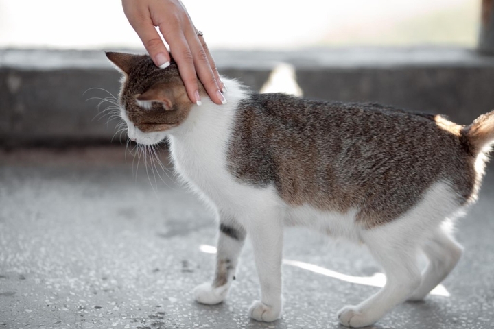 Кошка