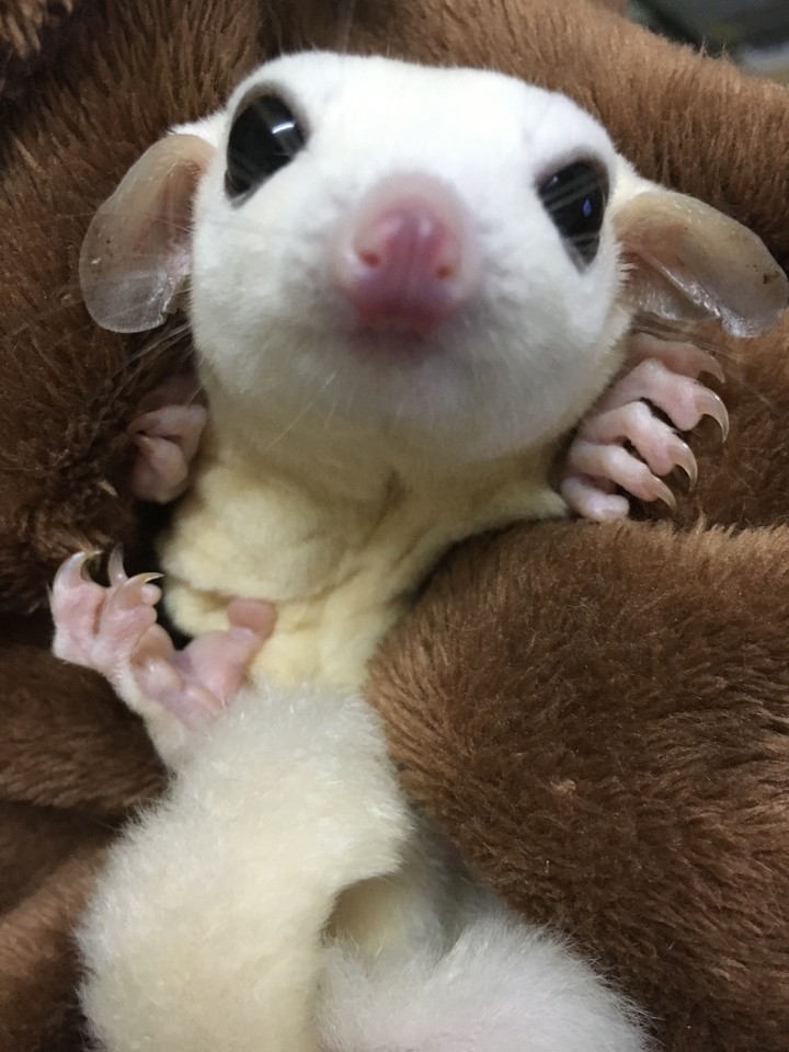 sugar glider 蜜袋鼯