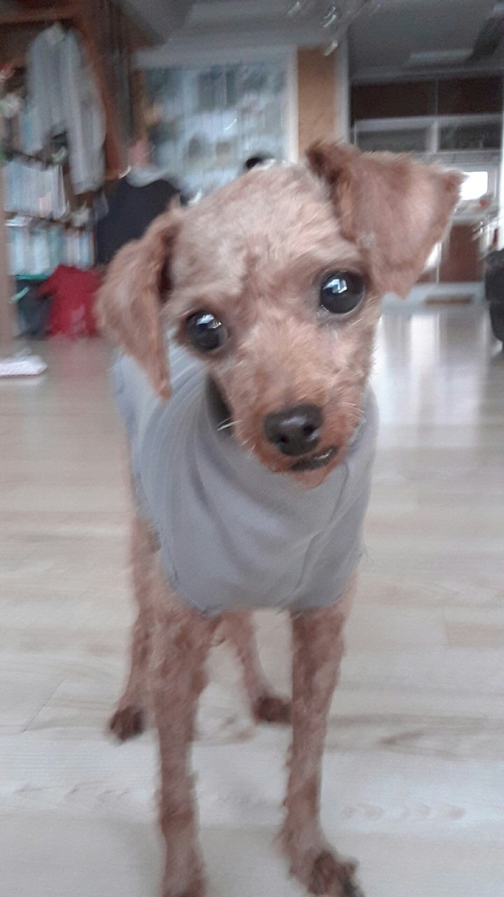 강아지