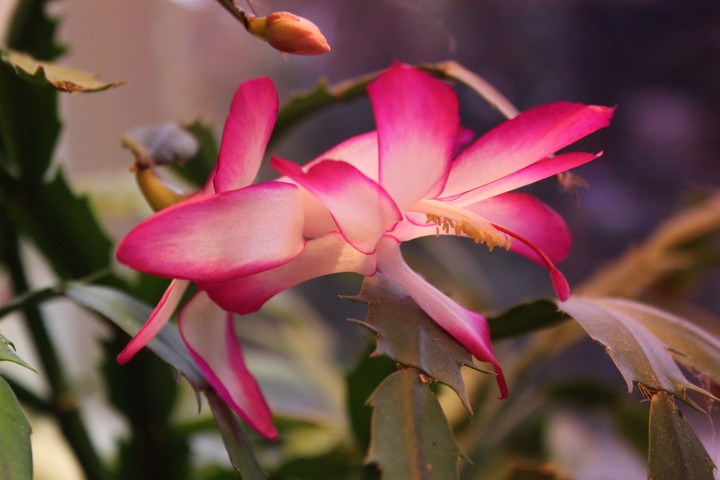 Kaktus in voller Blüte