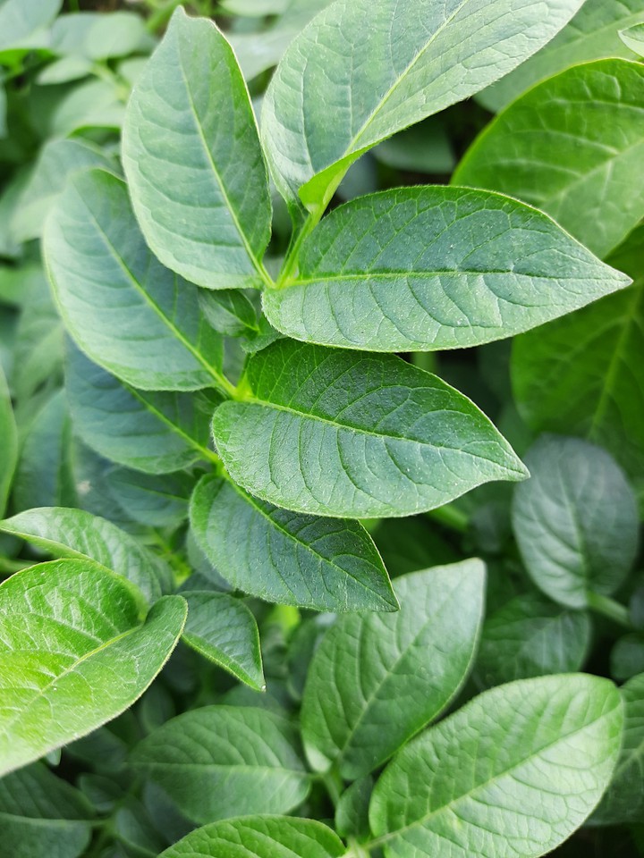 Green Nature
