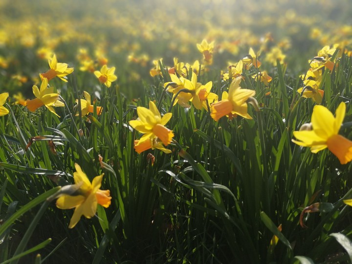 narcissus