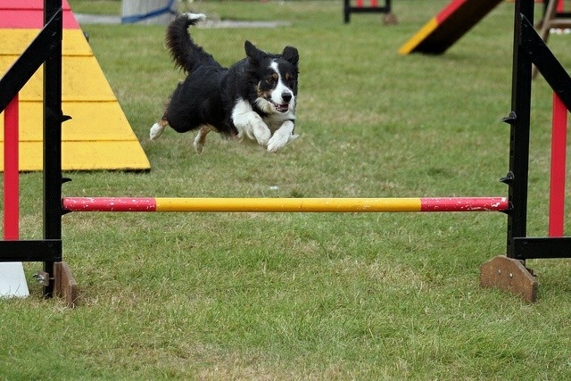 The Border Collie Because There Is No Better Dog