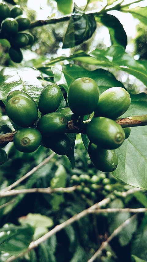 Coffee