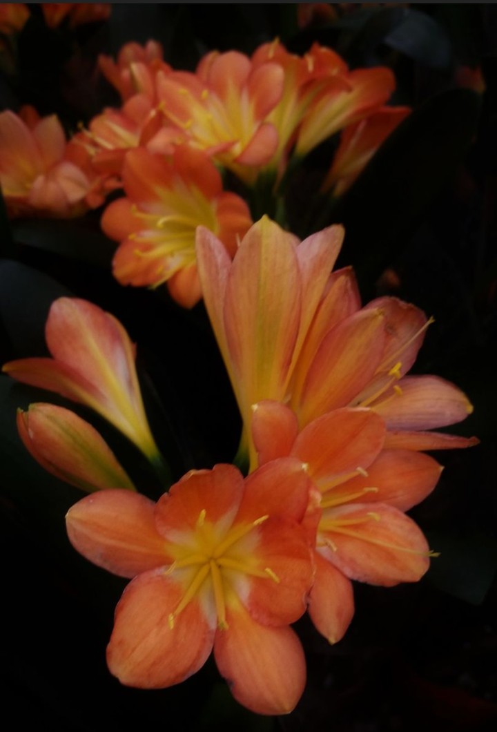 orange in the dark