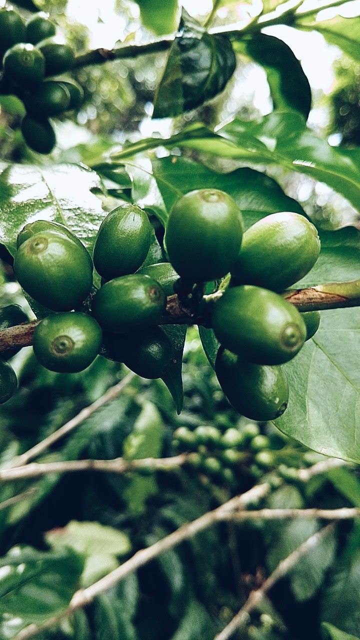 Coffee
