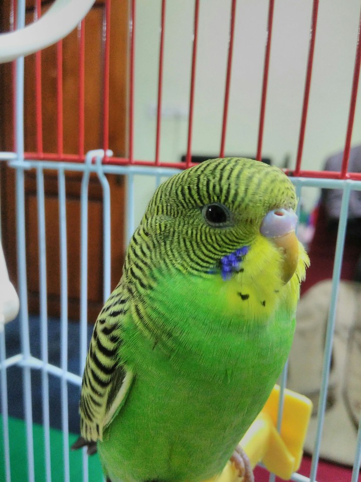 A Love bird