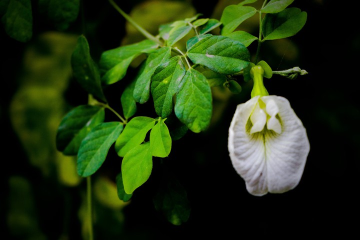 white flower