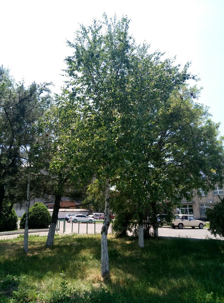 Лето