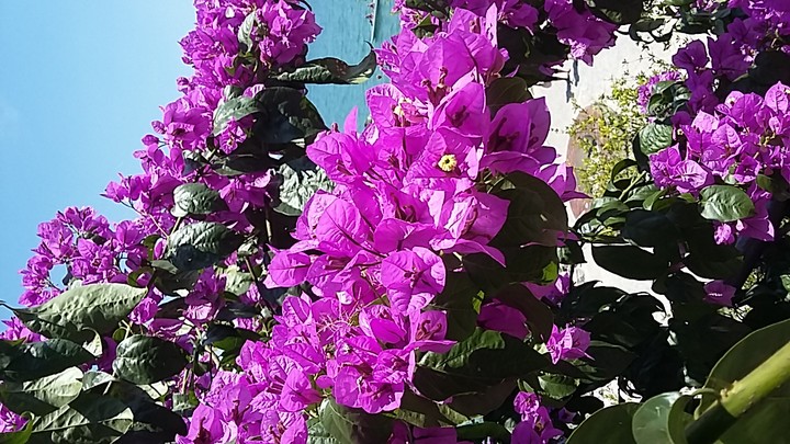 Italy photo, flover/Olaszországban fotóztam