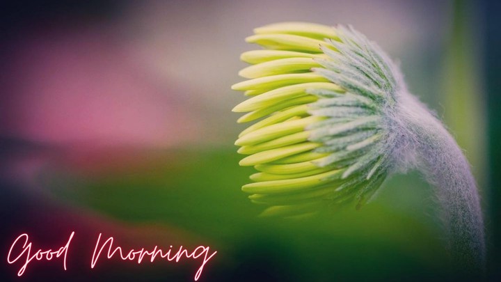 good morning