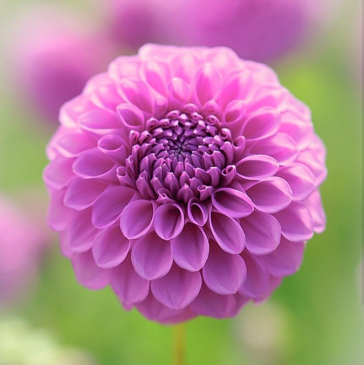 dahlia