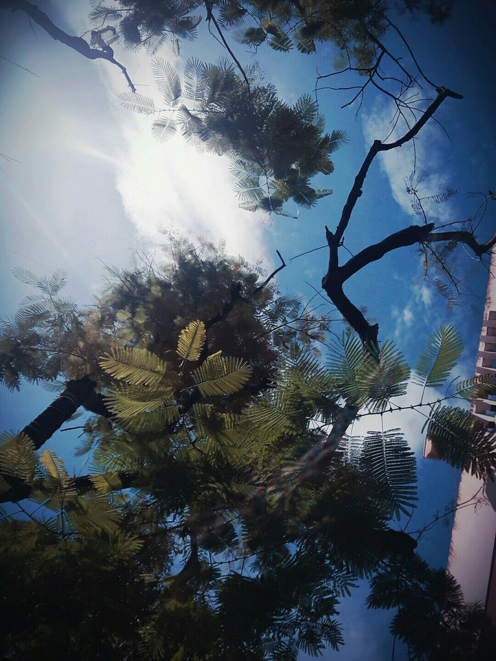 Sky