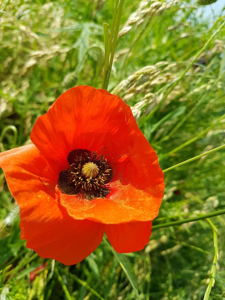 "Bloody flower"