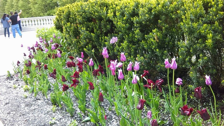 flowers