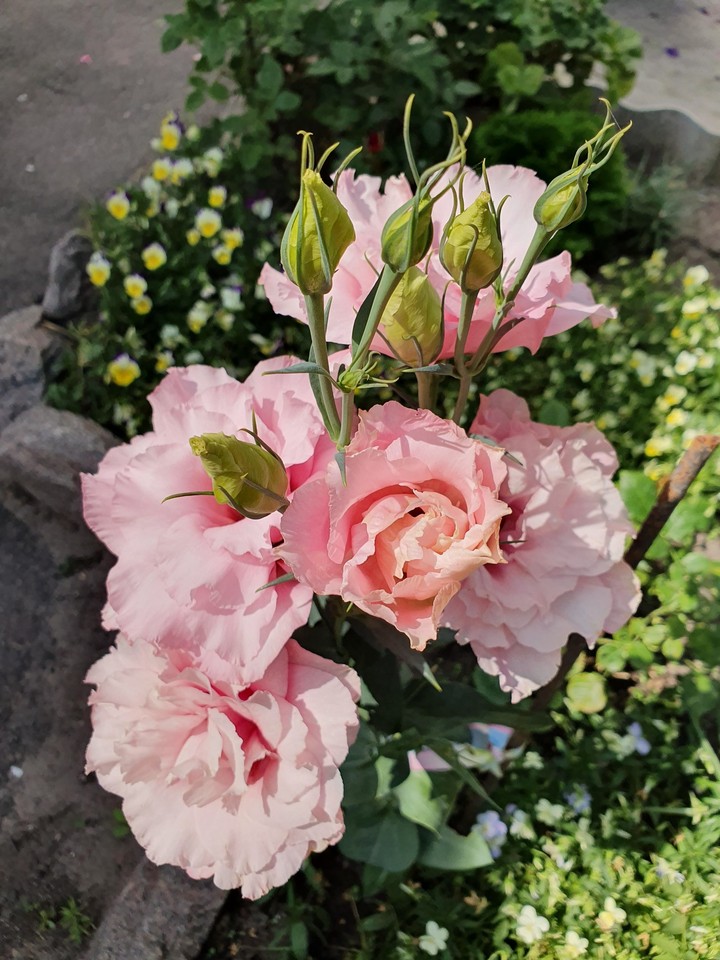 flowers