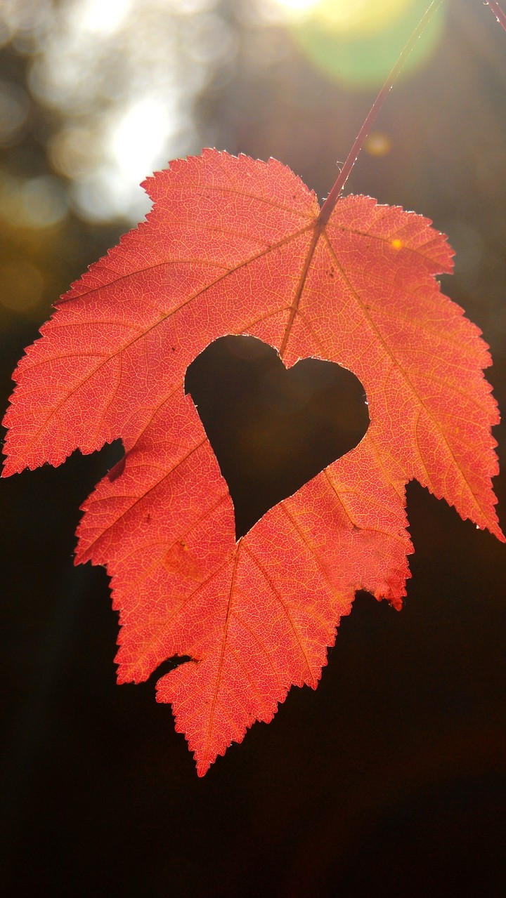heart
