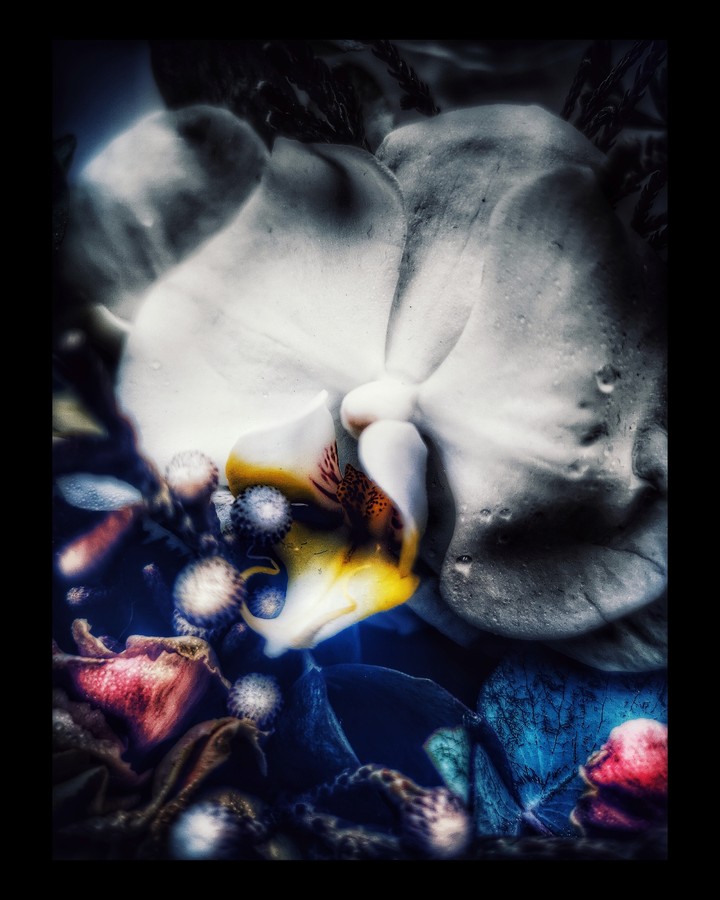 magic flower