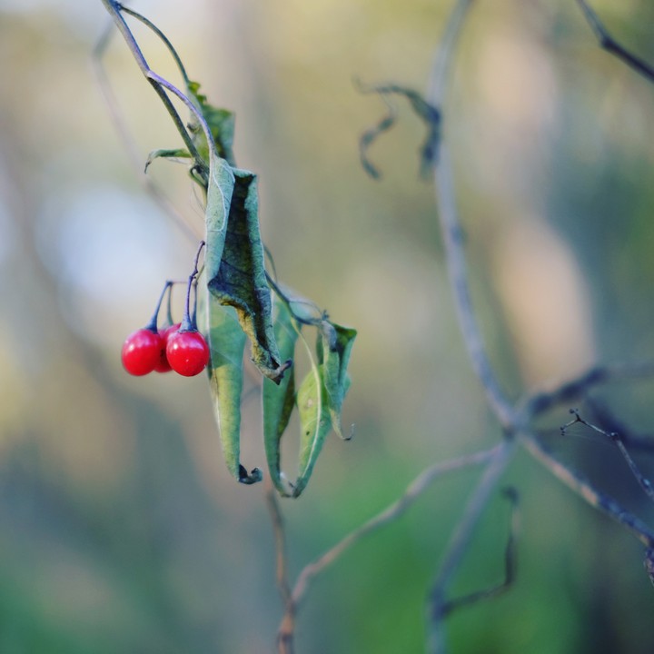 wild berry