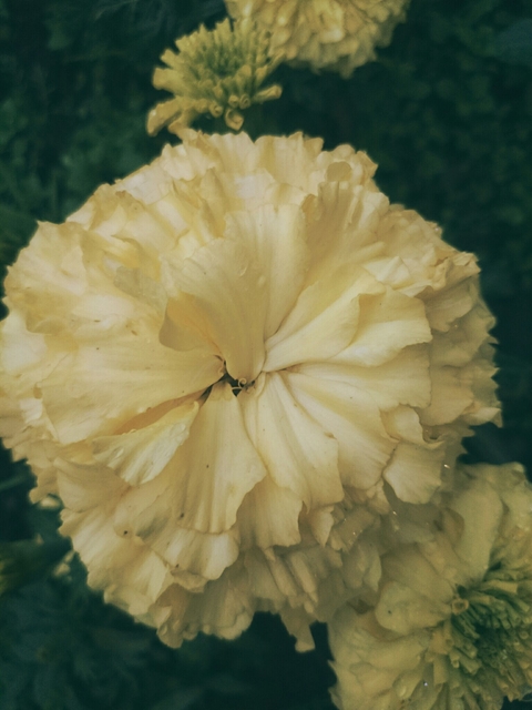 flower as a sun