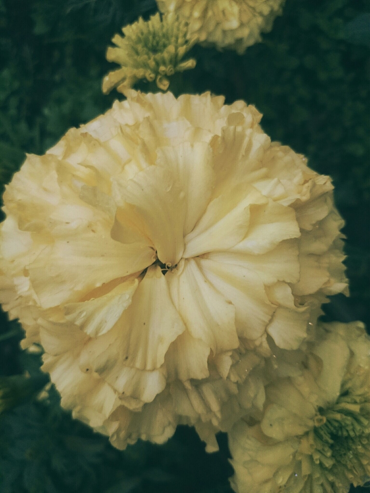 flower as a sun