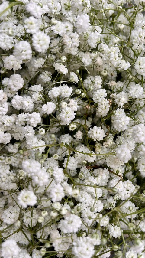 ταπετσαρίες twig, plant