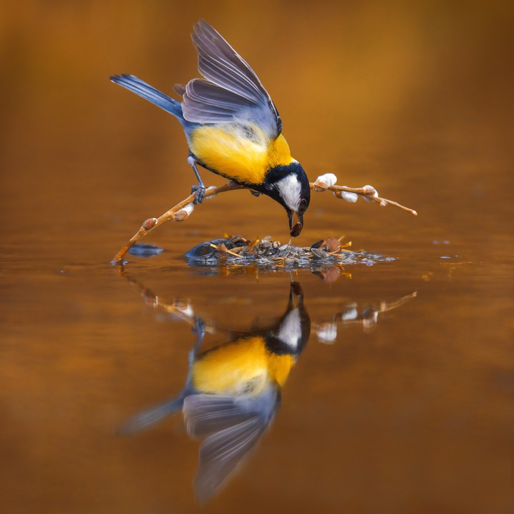 Reflection
+ Robert Didierjean