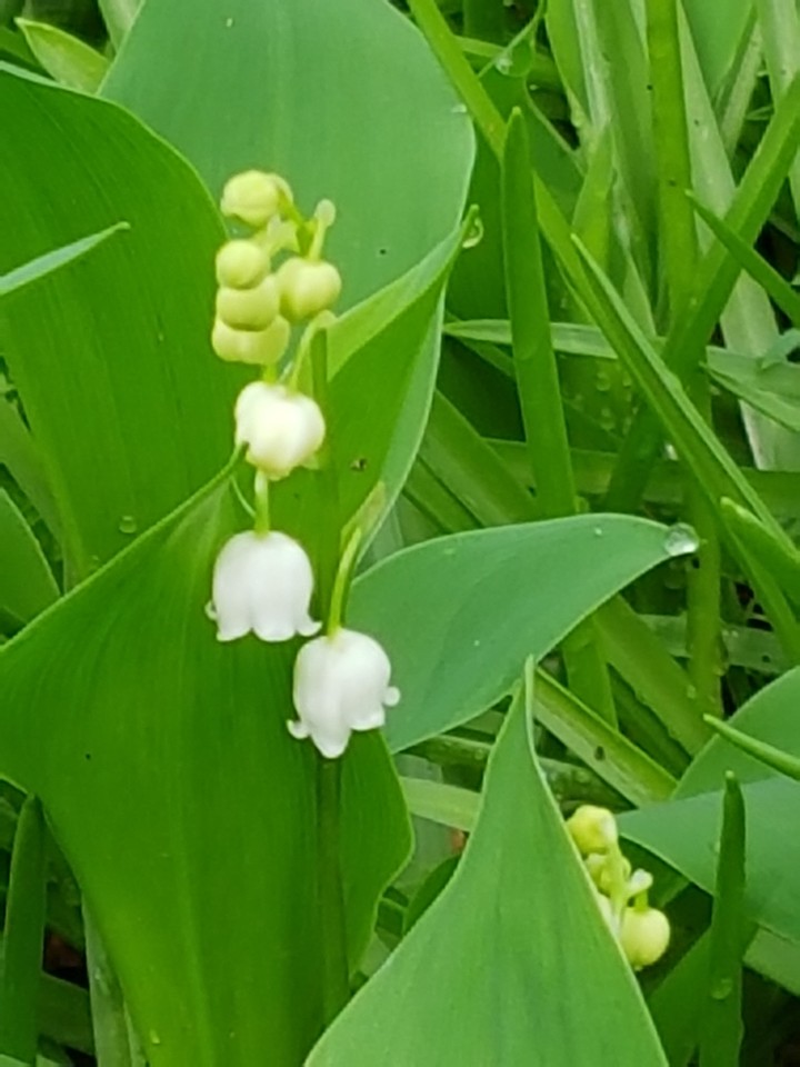 May!