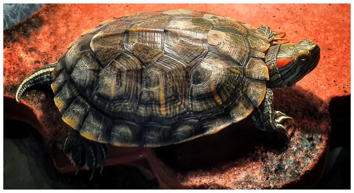 turtle