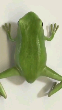 Metamorphosis