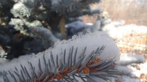 another pine picture