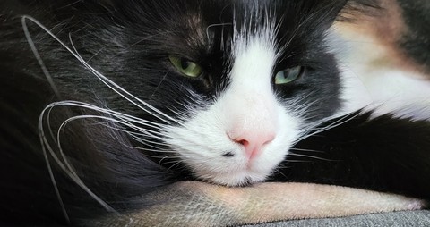 ταπετσαρίες felidae, cat