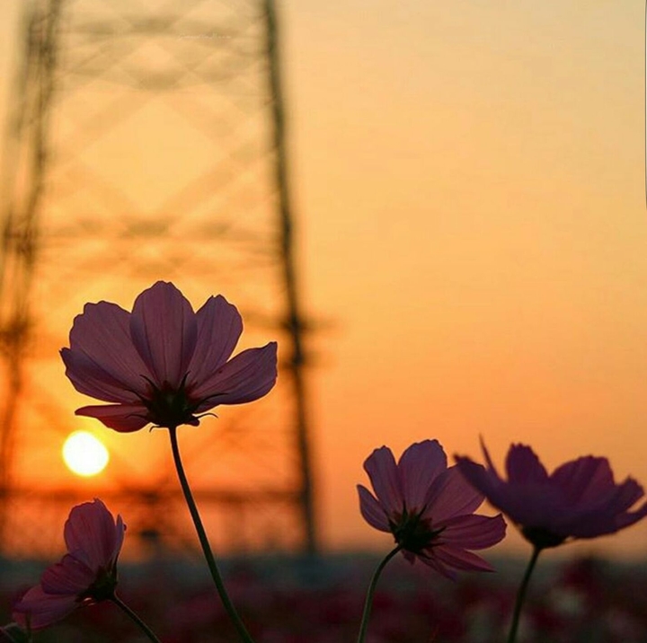 Flowerz
