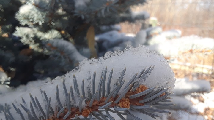 another pine picture