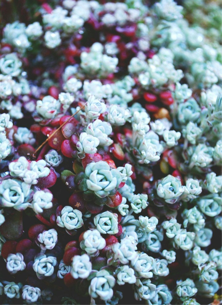 succulentus