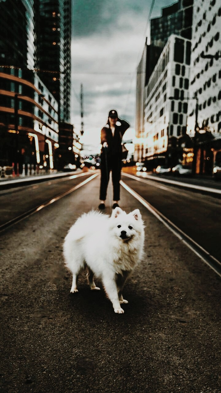 #dog