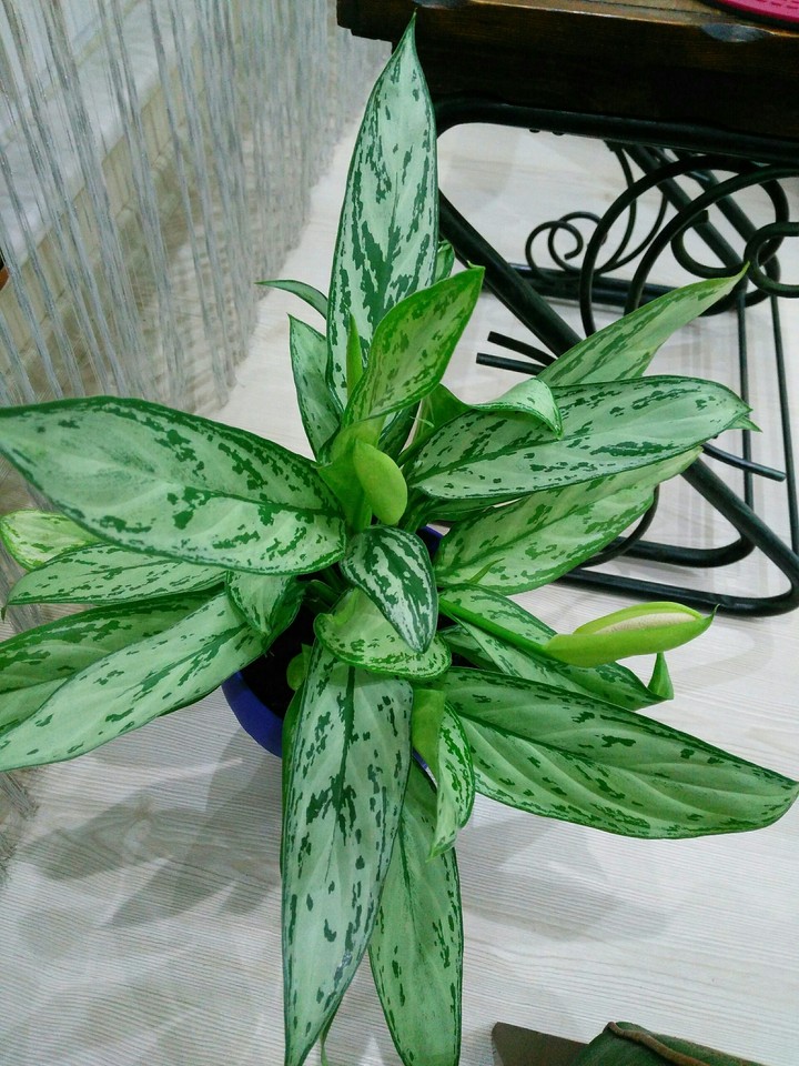 Sema