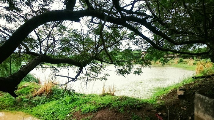 landscape