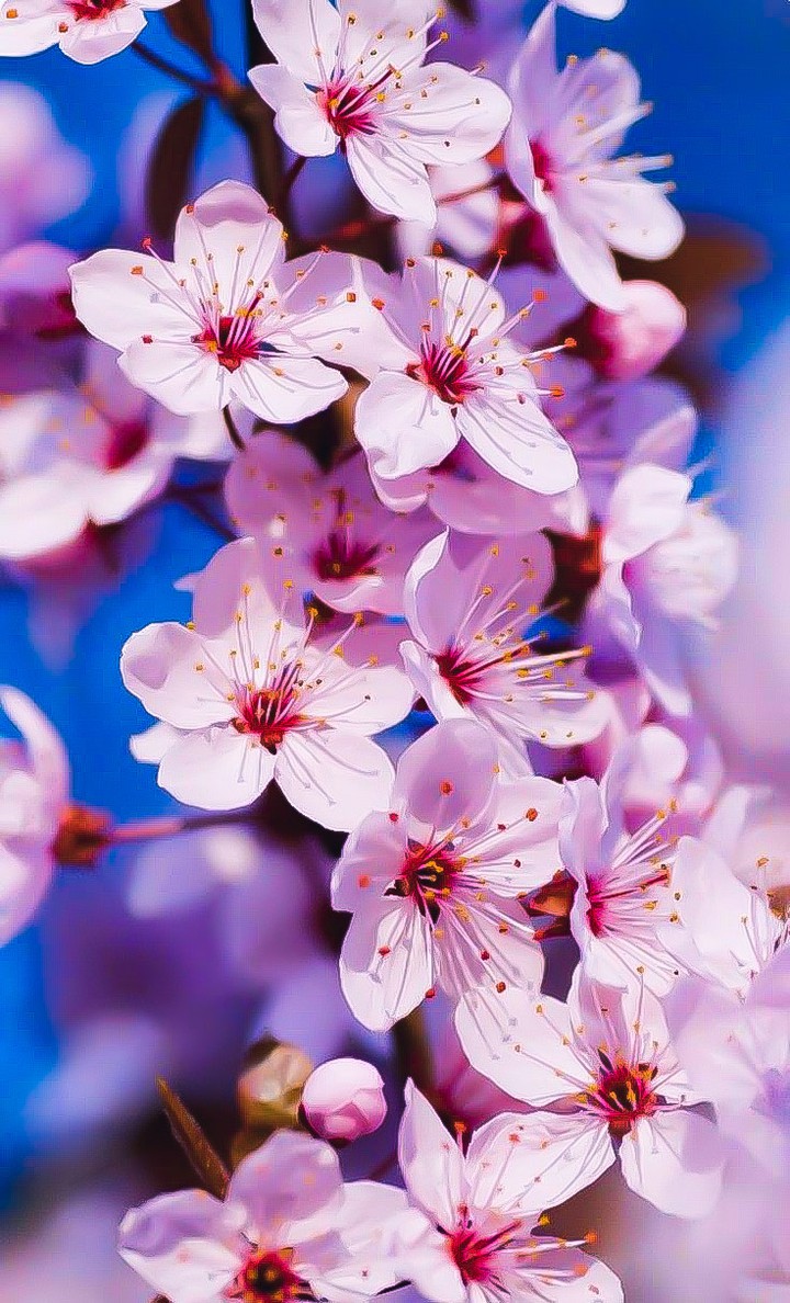 ~♡•°桜°•♡~