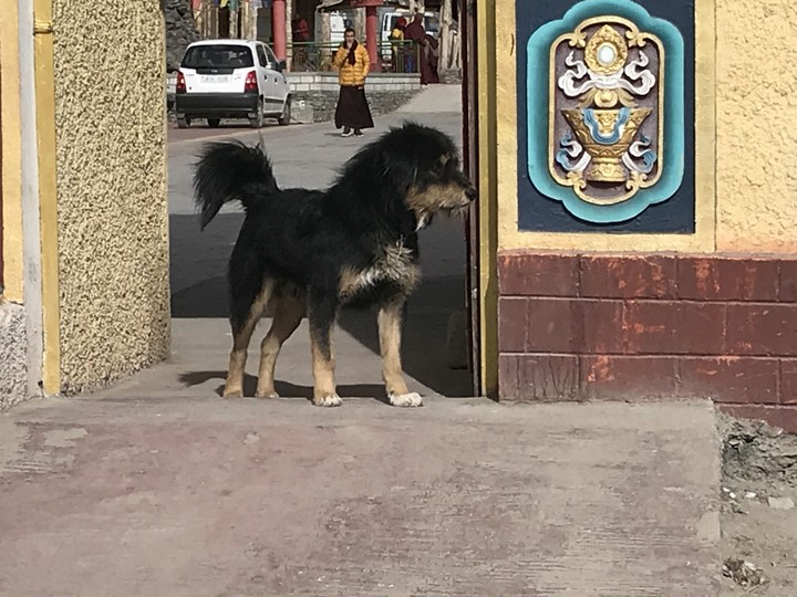 I’m your furry friend