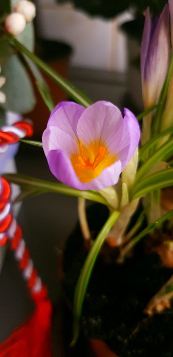 Beautiful flower