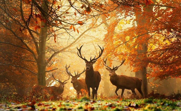 deers