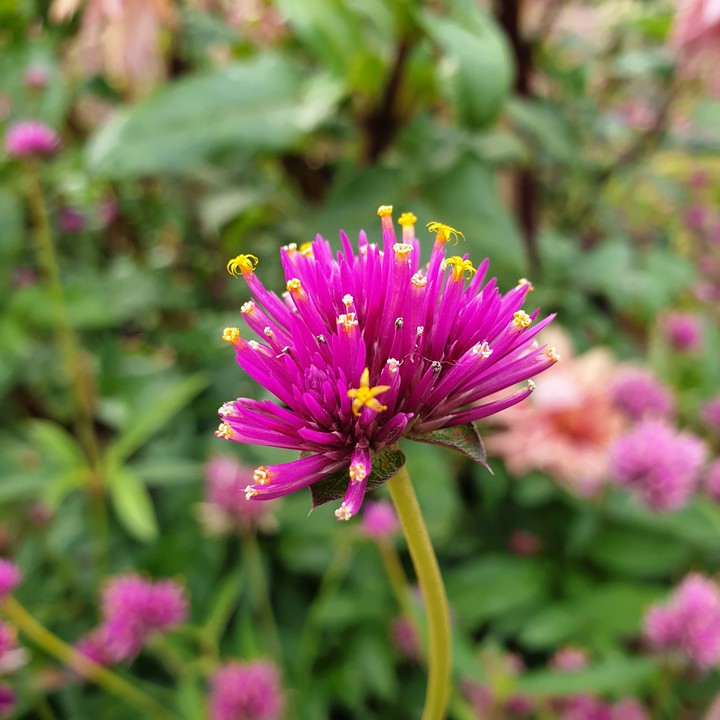 flowers